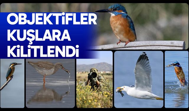 Objektifler kuşlara kilitlendi