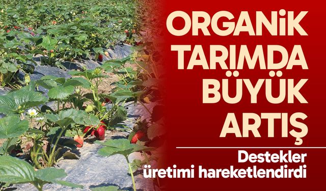 Organik tarımda büyük artış