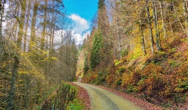 Uzmanı uyardı: "Sonbahar mutluluk hormonu üretimini azaltır"