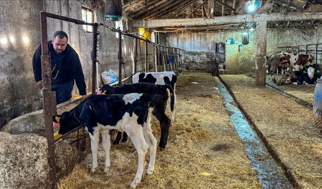 Uşak'ta 4 inekle hayvancılığa başlayan genç mühendis çiftliğini kurdu