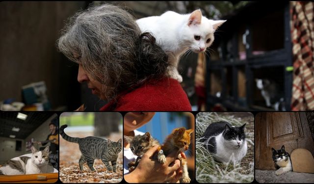 Kediler için yeni bulgular!