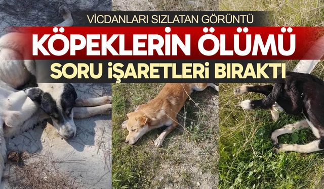 Vicdanları sızlatan görüntü