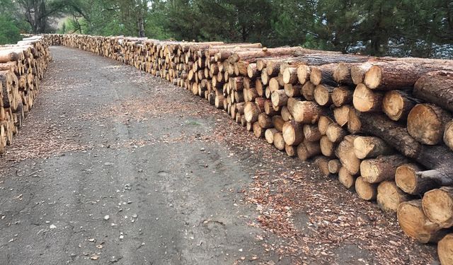 ORMAN EMVALİ İSTİFLEME HİZMETİ ALINACAK