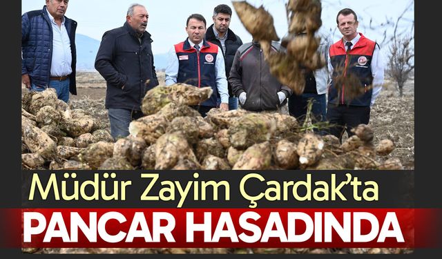 Çardak’ta şeker pancarı hasat edilmeye başlandı
