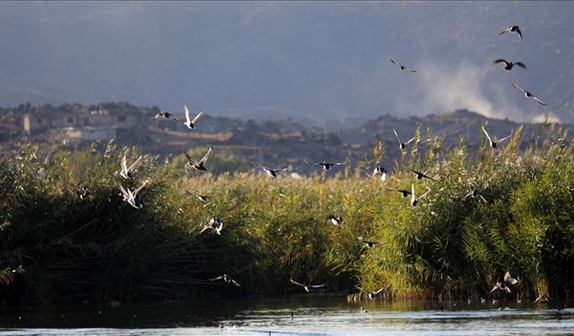 Aras Kuş Cenneti'nde 2025'te 11 bin 298 kuş halkalandı