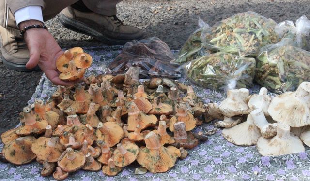 Çameli’de cintar bereketi