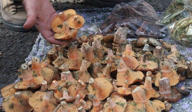 Lezzeti cezbediyor, toplaması dikkat istiyor