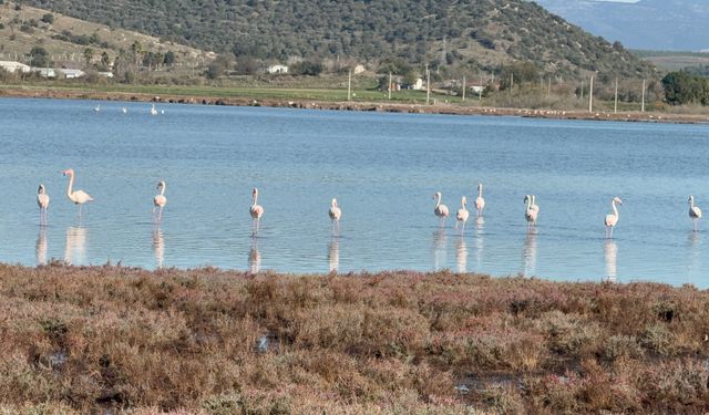 Tuzla Sulak Alanı flamingolarla renkleniyor