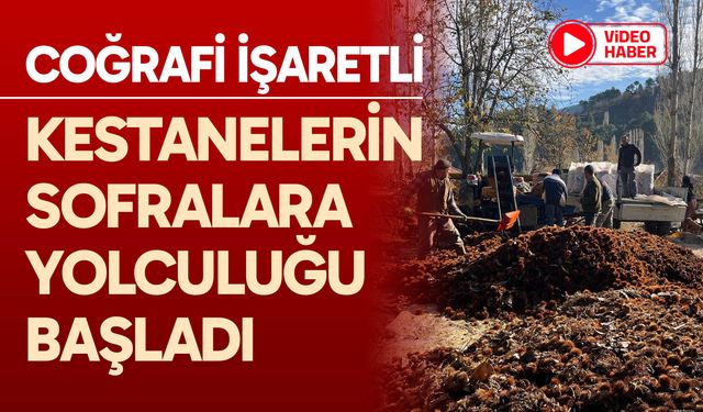 Kestanelerin sofralara yolculuğu başladı