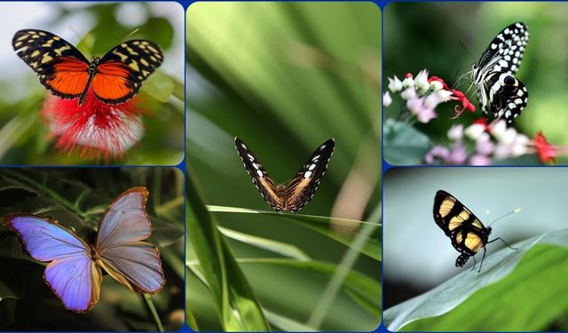 Şebiarus ziyaretçileri kelebeklerin tropikal dünyasını da keşfedecek