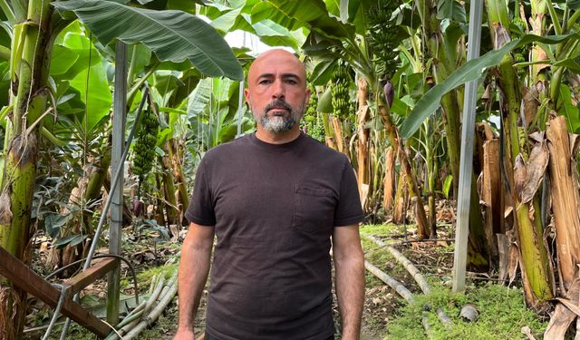 Tropikal meyve üretimi Alanya'da ivme kazandı