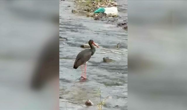 Türkiye'de nadir görülen kuş türlerinden kara leylek Karabük'te görüntülendi