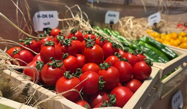 Türkiye'den yurt dışına tohum gönderiliyor