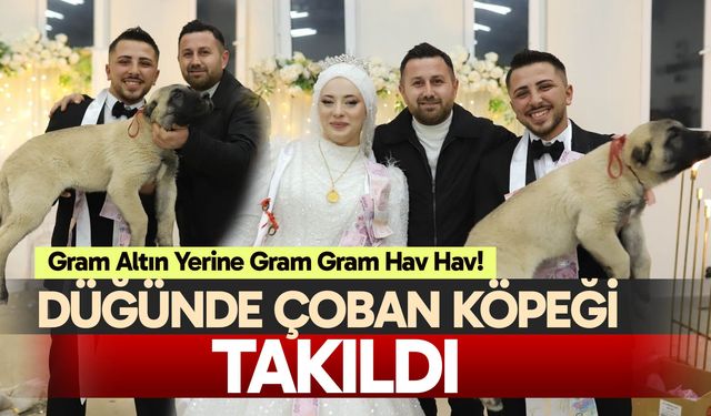 Gram altın yerine gram gram hav hav!