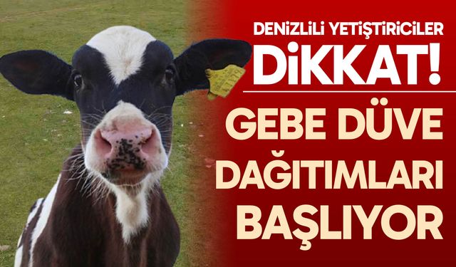Gebe düve dağıtımları başlıyor