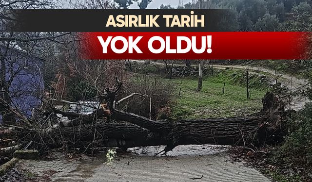 Buldan'da fırtına asırlık kavak ağacını devirdi...