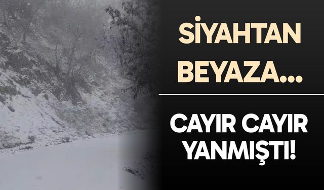 Denizli Buldan'da yazın yanan orman kışın beyaza büründü