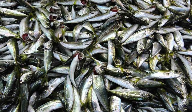 Denizdeki fırtına fiyatları etkiledi