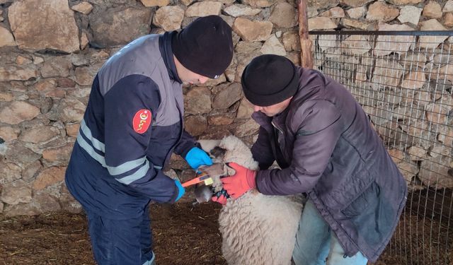 Denizli’de küpeleme çalışmaları devam ediyor