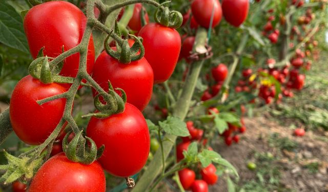 "Meyvede fiyat arttı, sebzede geriledi"