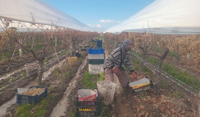 Sarıgöl'de üzüm hasadında sona gelindi
