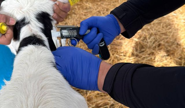 Denizli’de hastalıktan ari işletme çalışmaları