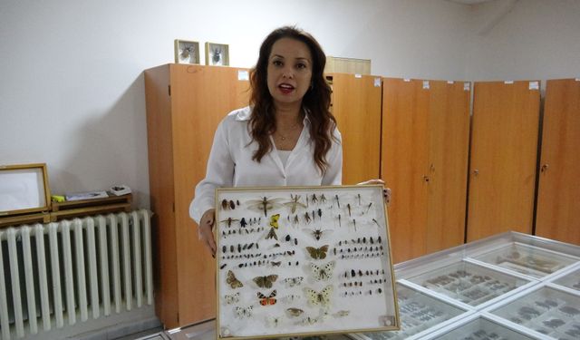 Böcek Müzesi 30 bin örnekle bilime katkı sunuyor, çocuklar korkularını yeniyor...