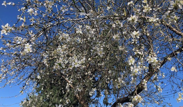 Datça ‘Badem Çiçeği Festivali’ devam ediyor
