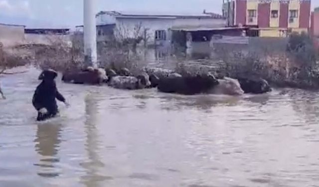 Selde mahsur kalan inekler boğulmaktan kurtarıldı