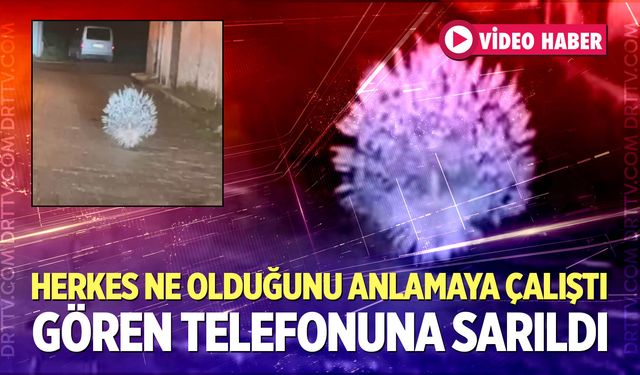 Bir Anda Yolun Ortasında Belirdi, Gören Telefonuna Sarıldı