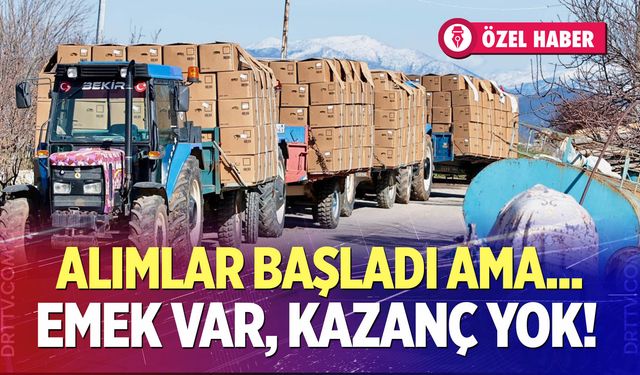 Denizli’de tütün alımları başladı… Üreticiler beklediğini bulamadı!
