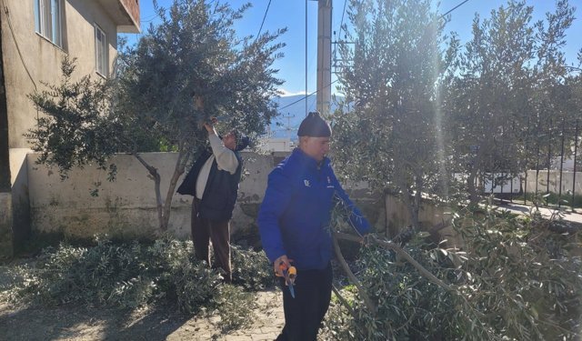 Zeytin ağaçları başında ter döktüler!