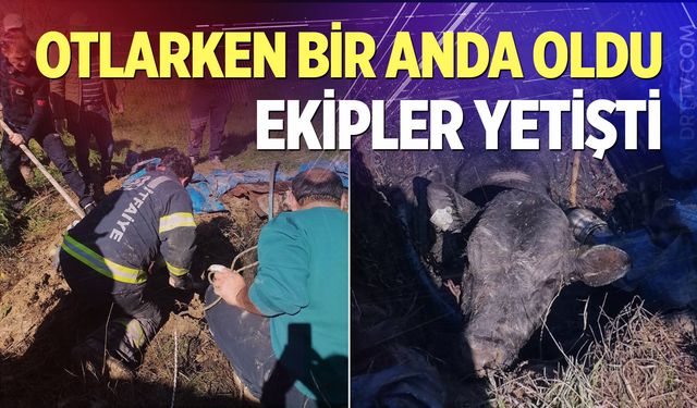 Denizli’de foseptik çukuruna düşen inek için seferber oldular...