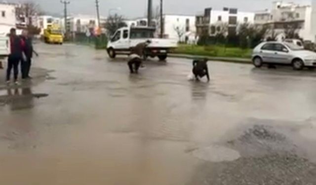 Gölet taştı, asfalta balık yağdı! Poşetini alan oraya koştu...