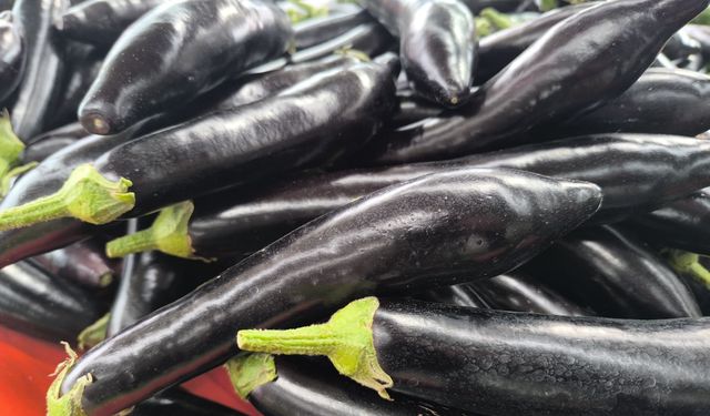 Antalya'daki olumsuz hava şartları patlıcanın tadını kaçırdı