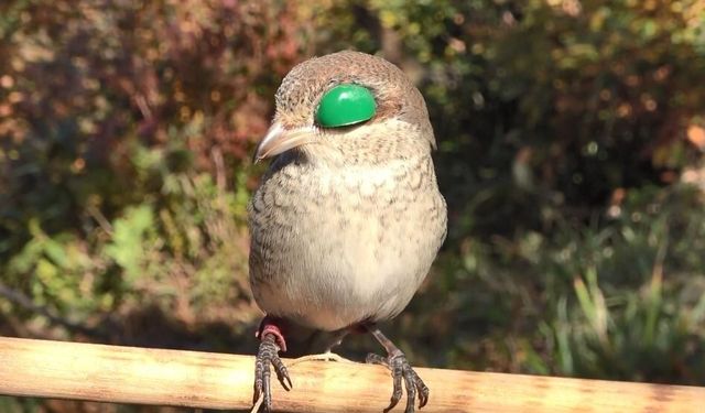 Atmacacılık geleneği için Meclis’ten karar çıktı