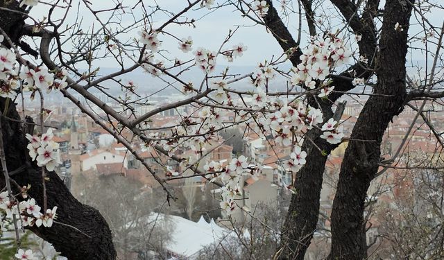 Badem ağaçları çiçek açtı