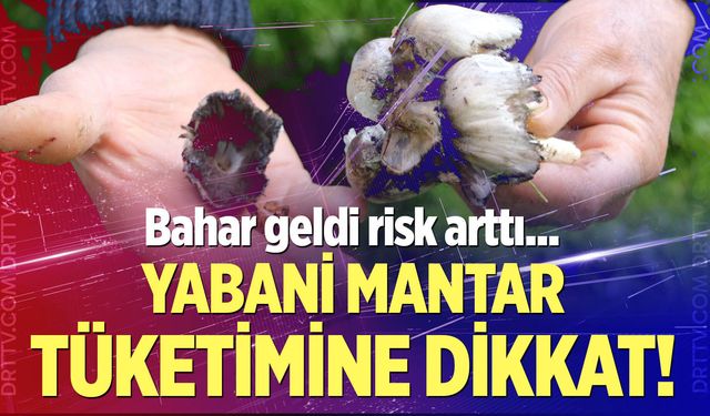 Bahar geldi, risk arttı: Yabani mantar tüketimine dikkat!