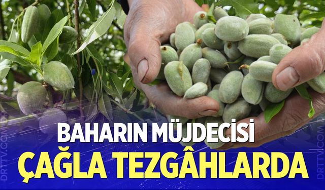 Baharın müjdecisi çağla tezgâhlarda