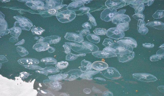 Balıkçıların kabusu oldular! Yüzlercesi istila etti...