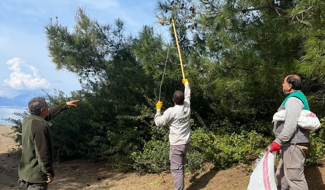 Çam kese böceğine karşı mücadele sürüyor