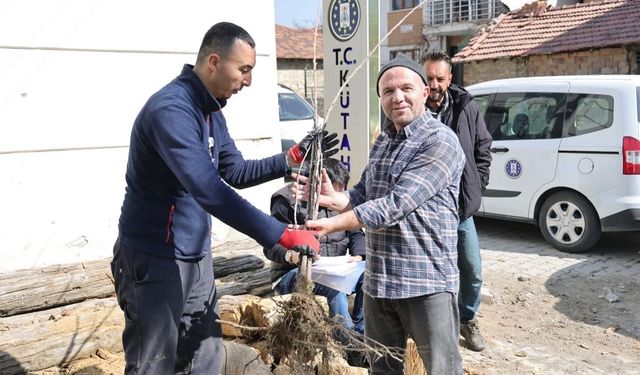 Kütahya’da yerel kiraz türleri yeniden toprakla buluşuyor