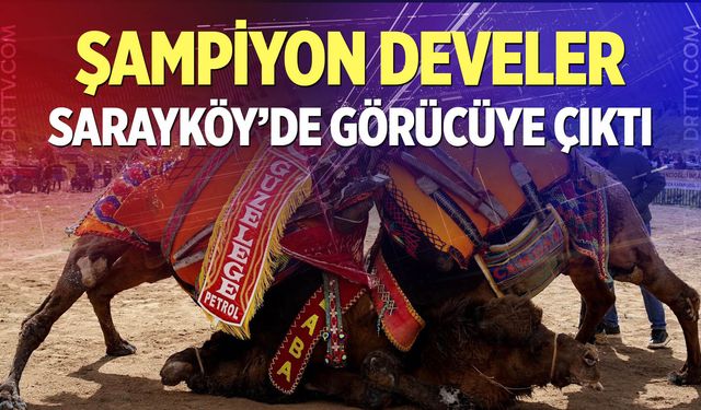 Şampiyon develer Sarayköy’de er meydanına çıktı