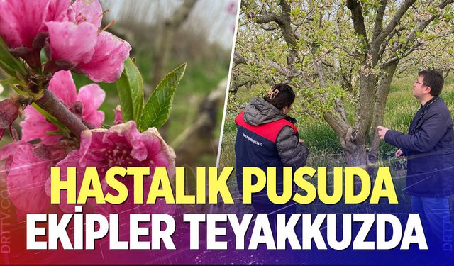 Denizli’de Sarayköy’de bahçelerde sıkı takip