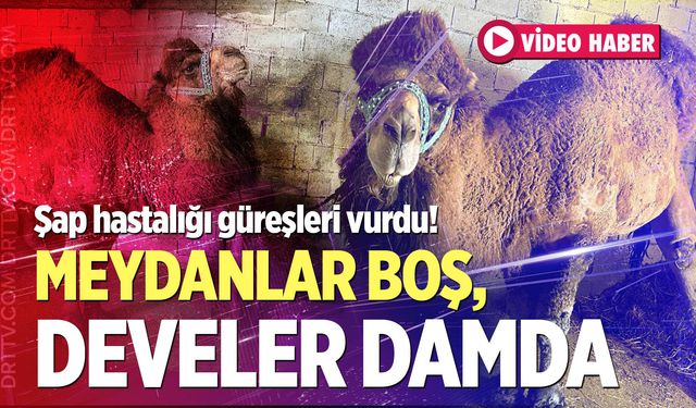 Şap hastalığı güreşleri vurdu! Meydanlar boş, develer damda