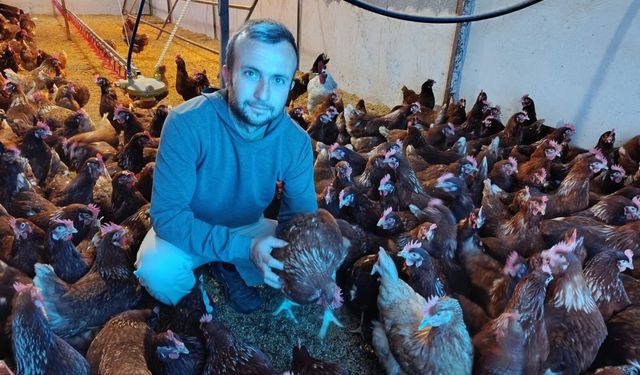 Ev kiraları şehirden kaçırdı, köyde "gezen tavuk" çiftliği kurdu!