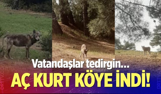 Buldan’da kurt bir kez daha görüldü