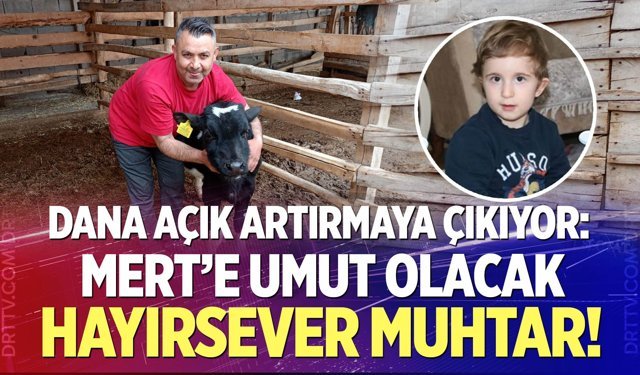Muhtar, DMD Hastası Mert Eskici için danasını açık artırmaya çıkardı