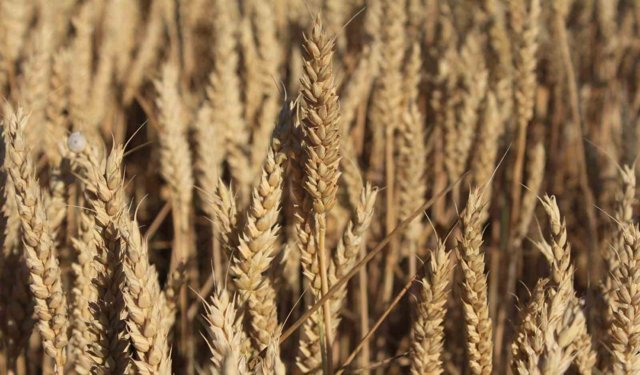 Dünya hububat üretiminde bir ilk gerçekleşecek