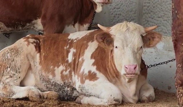 Kurban pazarında hareketlilik başladı